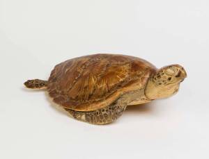 A taxidermy Sea Turtle, late 19th century