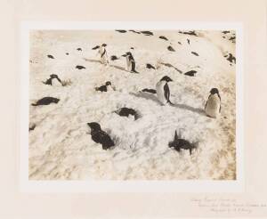 HERBERT GEORGE PONTING (1870-1935): "Sitting Penguins Snowed up", with photographer's blindstamp "H.G. Ponting" in lower margin and further endorsed "Captain Scott's British Antarctic Expedition 1913", carbon print, 31x41cm. Mounted on board with The Fine