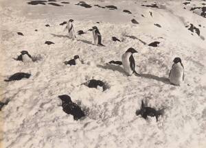 HERBERT GEORGE PONTING (1870-1935): "Adelie Penguins snowed up on their Nests", titled in pencil on reverse by Ponting and with handstamp "HERBERT G. PONTING, Copyright" and numbered "437/6551", carbon print, 38x45cm. Minor discolouration, mainly confined