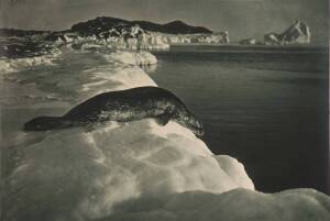 HERBERT GEORGE PONTING (1870-1935): "A Weddell Seal about to dive, Cape Evans, March 15, 1911", titled in pencil on reverse and with the handstamp "PHOTOGRAPH BY HERBERT G. PONTING, F.R.G.S. BRITISH ANTARCTIC EXPEDITION, 1910", green toned carbon print 31