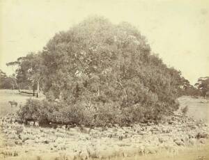 ADELAIDE & SOUTH AUSTRALIA: A collection of albumen photographs laid down on pages or card; various sizes and mostly annotated in pencil. Subjects include Adelaide street scenes and buildings, Mt.Lofty Ranges views, a view on a sheep run, etc. The largest