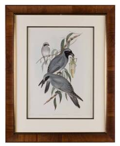 JOHN GOULD (1804 - 1881) Black-faced Graucalus (Graucalus Melanops) lithograph