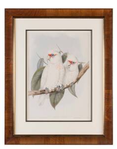 JOHN GOULD (1804-1881) Long-billed Cockatoo (Licmetas Nasicus) lithograph