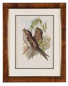 JOHN GOULD (1804-1881) Marbled Podargus (Podargus Marmoratus) lithograph