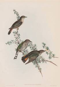 JOHN GOULD (1804-1881) Shining Cuckoo (Chrysococcyx Lucidus) lithograph