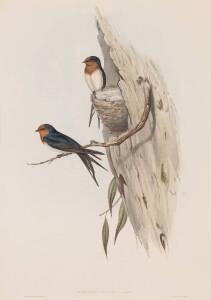 JOHN GOULD (1804-1881) Welcome Swallow (Hirundo Neoxena) lithograph