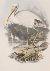 JOHN GOULD (1804-1881)Yellow-legged Spoonbill (Platalea Flavipes)lithograph