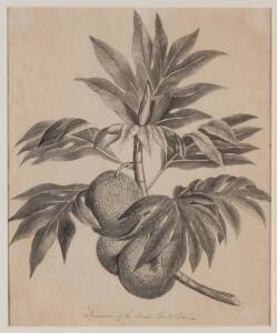 JOHN FREDERICK MILLER (1759-1796) Specimen of the Bread Fruit Tree, watercolour