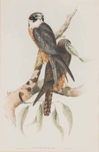 JOHN GOULD (1804-1881) Falco Fontatus (White-fronted Falcon) hand coloured lithograph