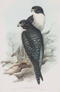 JOHN GOULD (1804-1881) Falco Melanogenys (Black-cheeked Falcon) hand coloured lithograph