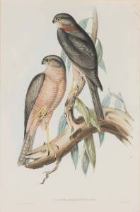 JOHN GOULD (1804-1881) Accipiter Torquatus (Collared Sparrow Hawk) hand coloured lithograph