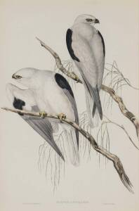 JOHN GOULD (1804-1881) Elanus Axillaris (Black-shouldered Kite) hand coloured lithograph