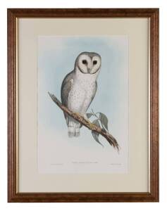 JOHN GOULD (1804-1881) Strix Delicatulus (Delicate Owl) hand coloured lithograph