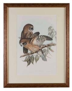 JOHN GOULD (1804-1881) Athene Boobook (Boobook Owl) hand coloured lithograph