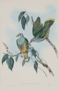 JOHN GOULD (1804-1881) Ptilinopus Swainsonii (Swainson's Fruit Pigeon) hand coloured lithograph