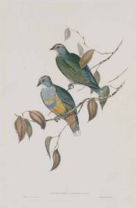 JOHN GOULD (1804-1881) Ptilinopus Ewingii (Ewing's Fruit Pigeon) hand coloured lithograph