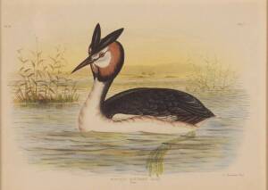 G. J. BROINOWSKI (1837-1913) Podiceps Australis (Diver)