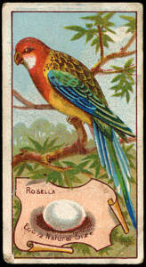 c1910-16 cards in album, noted 1912 Wills "Birds of Australasia" (77); 1916 Carreras "Raemakers War Cartoons" (14). Fair/G.