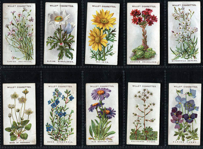 GARDENING: 1913-39 collection in album, noted 1913 Wills "Alpine Flowers" [50]; 1913 Wills "Old English Garden Flowers, Second Series" [50]; 1923 Wills "Wild Flowers" [50]; 1932 United Tobacco "Flowers of South Africa" [25]. Mainly G/VG.