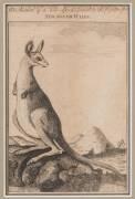 AUSTRALIA: Print, "An Animal of a new Species found on the Coast of New South Wales" [London, 1773], window mounted, framed & glazed, overall 24x31cm. Plus reprint "The Endeavour River" by Sydney Parkinson.