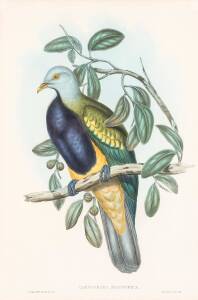 JOHN GOULD (1804-1881) Carpoohaga Magnifica, Magnificent Fruit Pigeon coloued lithograph