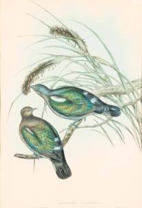 JOHN GOULD (1804-1881) Chalcophaps Chrysoclora, Little Green Pigeon coloued lithographs