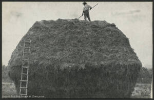 Northern Territory: Stapleton: ‘Upland Rice Hay Grown at Stapleton’ postcard (‘Northern Territory’ series; semi-official) showing Man standing on top of enormous Hay Stack with Ladder alongside, unused, fine condition.