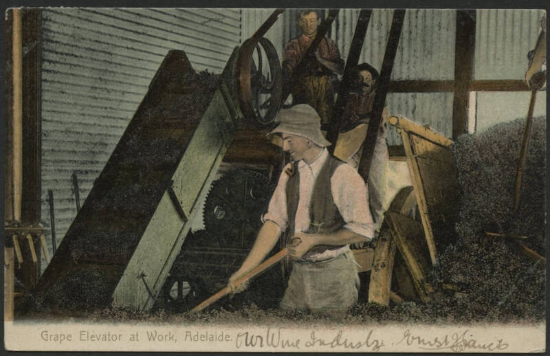 Sth Aust: Adelaide: ‘Grape Elevator at Work, Adelaide’ postcard showing workers shovelling piles of grapes from cart onto elevator, sent to Germany endorsed "printed matter" with QV ½d green pair tied ‘PORT PIRIE/JA17/06/S.A’ squared circle (corners remov