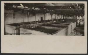 Victoria: Rutherglen: ‘A Fermenting House at the Model Winery of Mount Ophir’ postcard-sized promotional card showing open vats with workers at the Burgoyne Vineyard, printed advertising for ‘Burgoyne’s Liqueur Brandy ...Price 5/- per bottle’ on back, unu