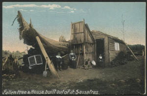 Victoria: Sassafras: 'Fallen Tree & House built out of it, Sassafras' postcard showing family sitting outside wooden house built along the side of a large fallen tree using the truck as a wall, unused, fine condition.
