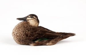 A taxidermied duck