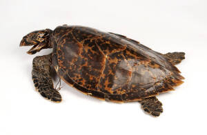 A taxidermied turtle