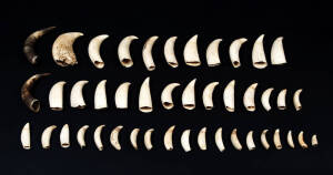 WHALES TEETH: Collection of 42 teeth ranging in size from 4cm to 15cm; plus a pair horns.