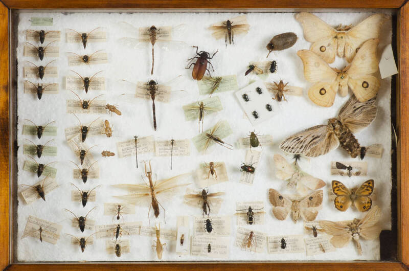 A Collector's specimen case of various bees, beetles, dragonflies and butterflies, with latin names in glass cabinet; 36 x 53cm. 