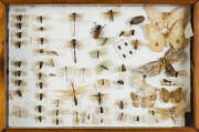 A Collector's specimen case of various bees, beetles, dragonflies and butterflies, with latin names in glass cabinet; 36 x 53cm.&nbsp;