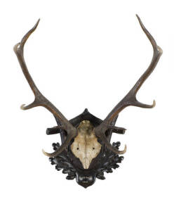 A set of deer antlers on carved back board, dated Grunewald 1913, 90cm high approx.