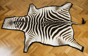 A zebra skin floor rug