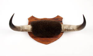 A pair of wall mounted buffalo horns