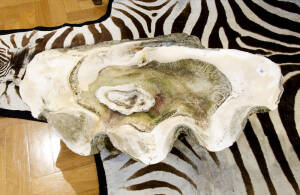 Clam shell of impressive proportions. 87 x 57 cm. 