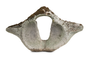 A whalebone vertebrae, 19th century