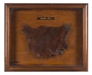 Mallee Root framed Exhibition specimen sample, late 19th century