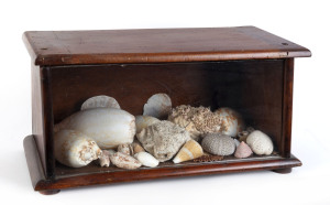 Shell display in polished timber box, 19th century