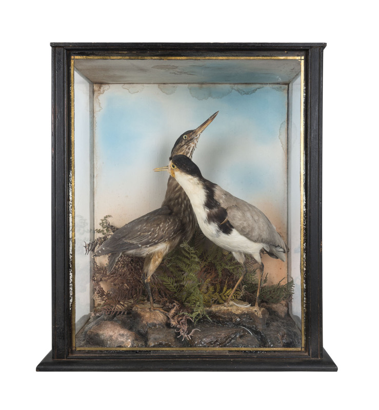 A taxidermied bird display in case, 19th century