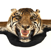 A Sumatran tiger skin rug - 2