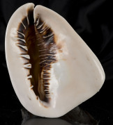 A fine Italian carved conch shell, Torre Del Greco, Naples, mid 19th century  - 11