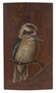 A. BONHAM, kookaburra painting on oak panel, circa 1900, signed lower right "A. Bonham",
