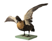 A taxidermied duck, early 20th century