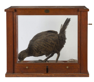 A taxidermied weka bird in glass case (unassociated), 19th century