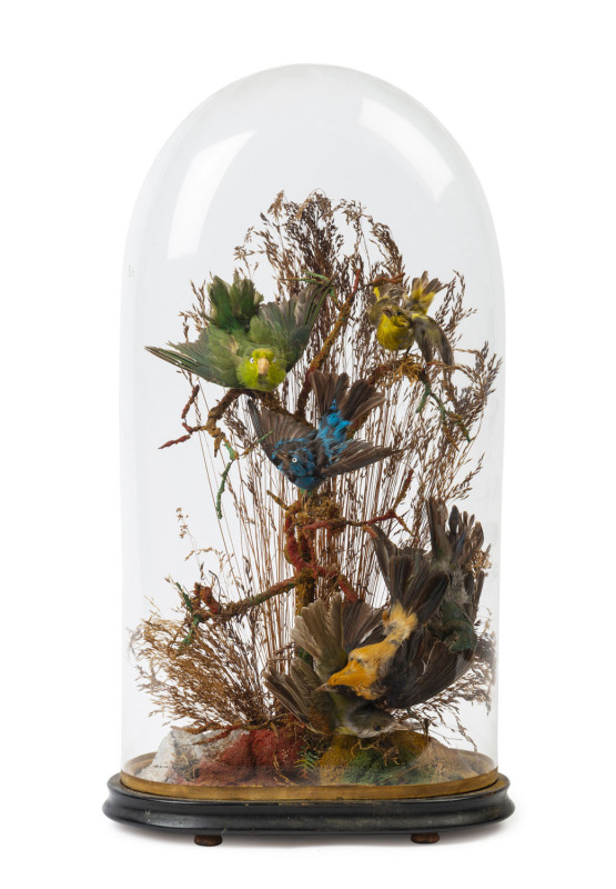 An antique taxidermied bird display in glass dome, 19th century
