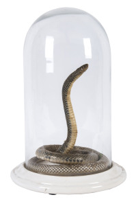 A taxidermy snake in glass dome on ceramic base, 19th/20th century